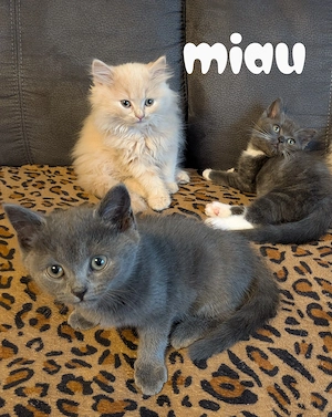 Wunderschöne Kitten abzugeben 