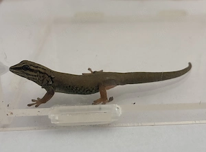 0.1 Lygodactylus williamsi 