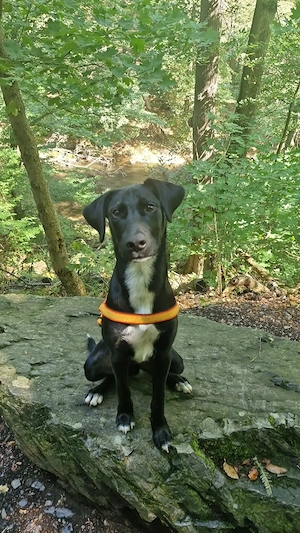 Odin sucht neues zu Hause| Heideterrier- Border Collie Mischling