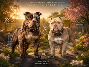 American Pocket Bully