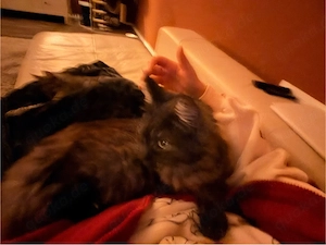    Maine-Coon-Kitten & Mama suchen Zuhause  (zusammen oder getrennt) Bild 7