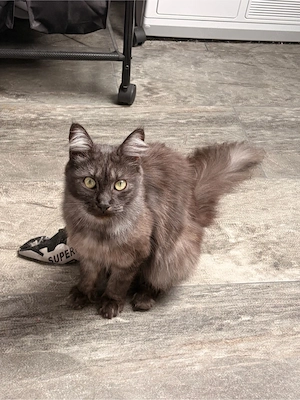    Maine-Coon-Kitten & Mama suchen Zuhause  (zusammen oder getrennt) Bild 10