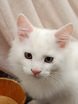 Katzenbaby-kitten