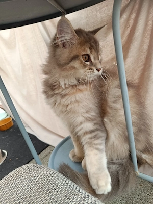 Katzenbaby-kitten