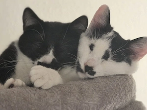 katzen suchen ein zuhause 