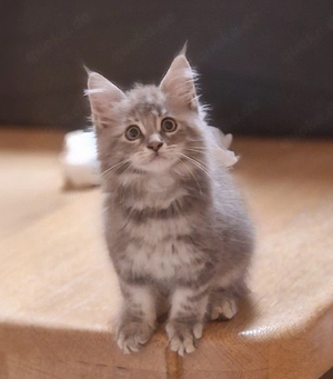 Maine Coon Kitten