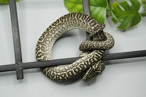 Teppichpython Zebra Caramel ENZ 26