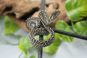 0.1 Teppichpython Cheynei Zebra ENZ 26