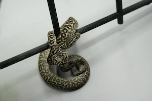  Teppichpython Cheynei Zebra