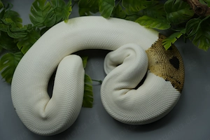  0.1 Orange Dream Piebald Königspython Zuchtweibchen Bild 3