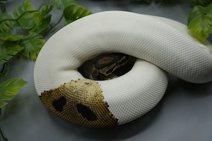  0.1 Orange Dream Piebald Königspython Zuchtweibchen Bild 5