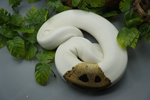  0.1 Orange Dream Piebald Königspython Zuchtweibchen Bild 4