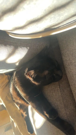 kater zu vermitteln 