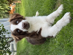 Mini Australian Shepherd Aussie Rüde mit Papieren 