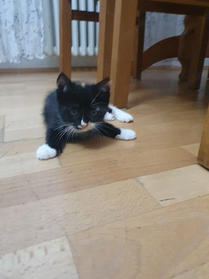 Babykatzen weiblich anfang Juli geboren