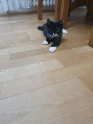 babykatze weiblich 