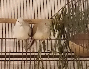Diamanttauben Pärchen 