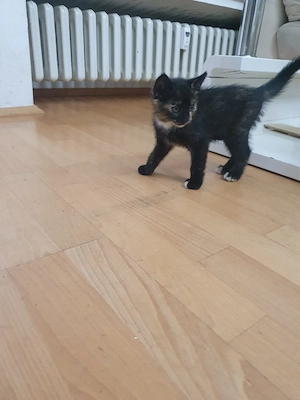 babykatze weiblich