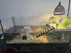 Wasserschildkröte mit Zubehör zu verkaufen Bild 3