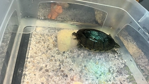Wasserschildkröte mit Zubehör zu verkaufen Bild 2