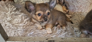 Chihuahua welpe