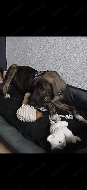 hera 7 monare alt sucht ihr zuhause 