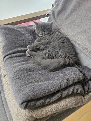 ABHOLBEREIT ABHOLBEREIT Wunderschönes BLH (BKH Langhaar) Kitten in der Farbe Blue sucht ein liebevo