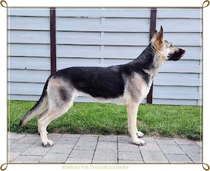 Osteuropäische Schäferhund - Wurfankündigung