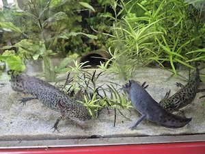 3 Axolotl Jungtiere 2 wildlinge 1 melanoid