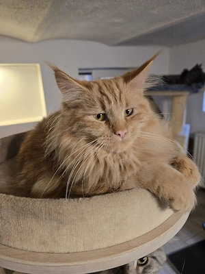 Maine Coon 