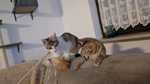 Katzen weibl.