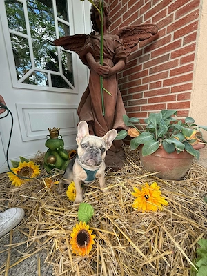 französische bulldogge