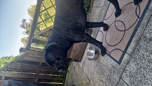 Cane Corso  Dogo Canario Mix Rüde