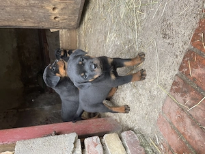 Rottweiler Welpen vom Bauernhof