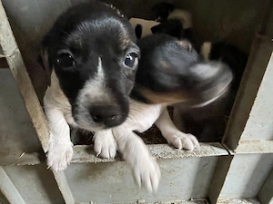 Jack Russel Welpen vom Bauernhof