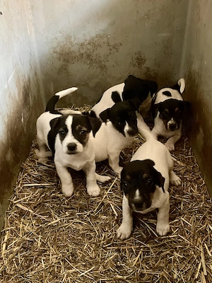 Jack Russel Welpen vom Bauernhof 