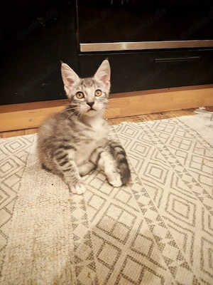 Noch 1 Maine Coon Mischling W sucht neues Zuhause 
