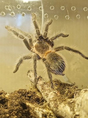 1.0 Lasiodora parahybana, Brasilianische Riesenvogelspinne