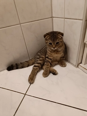 katzenbaby zu verkaufen 