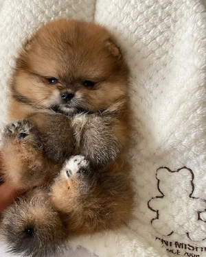 In unserer Familie sind zwei bezaubernde, reinrassige Pomeranian-Zwergspitz-Rüden geboren.