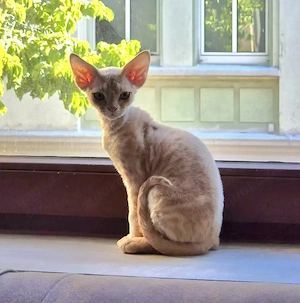 Devon Rex Kitten Kater Creme 13 Wochen alt