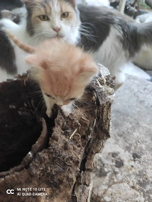 kleines Katzenbaby mix