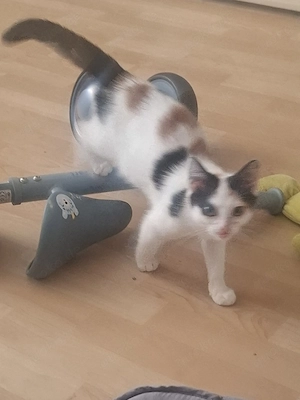BKH Katzen 