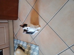 Kitten Abzugeben sind jetz 11 wochen 
