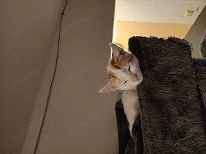 Kitten Abzugeben sind jetz 11 wochen 