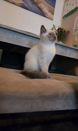 BKH Kitten Kater Blue Point Abgabebereit 