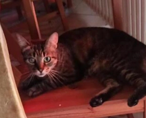 Honey w  6 j zurück haltende schönheit  