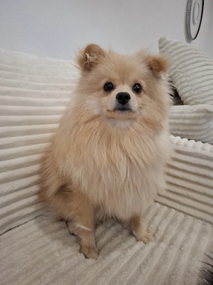 Zwergspitz   Pomeranien Rüde