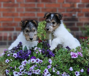 Drahthaar Foxterrier Welpen.