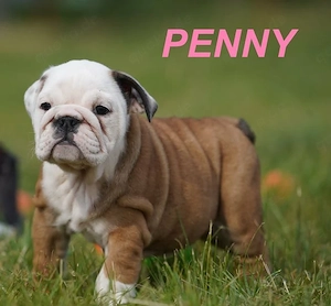 Englische Bulldogge 